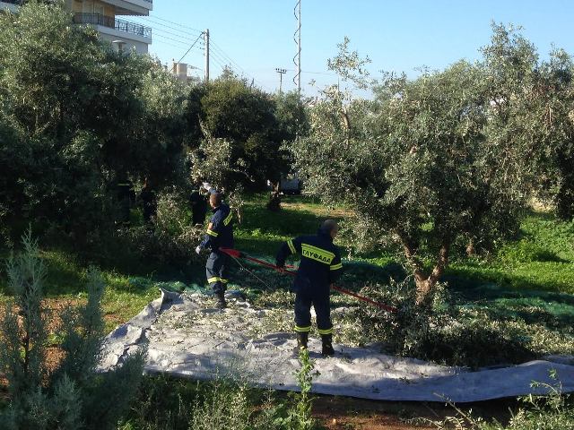 Ξεκινά η συγκομιδή ελιών στη Γλυφάδα