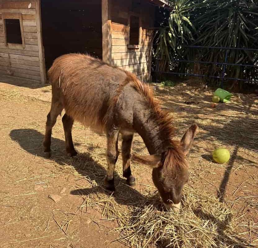 “Donkeys’ Land”- A Day at the Shelter