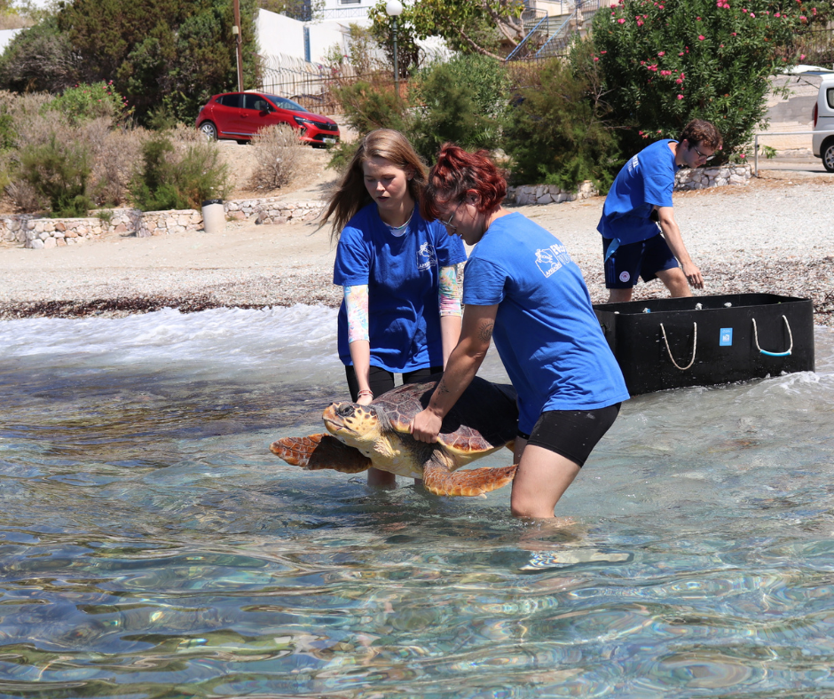 MyPlanet: Η απελευθέρωση δύο χελωνών Caretta Caretta στο Σούνιο, μαζί με την «ΕΝΑΛΕΙΑ» και τον «ΑΡΧΕΛΩΝ»