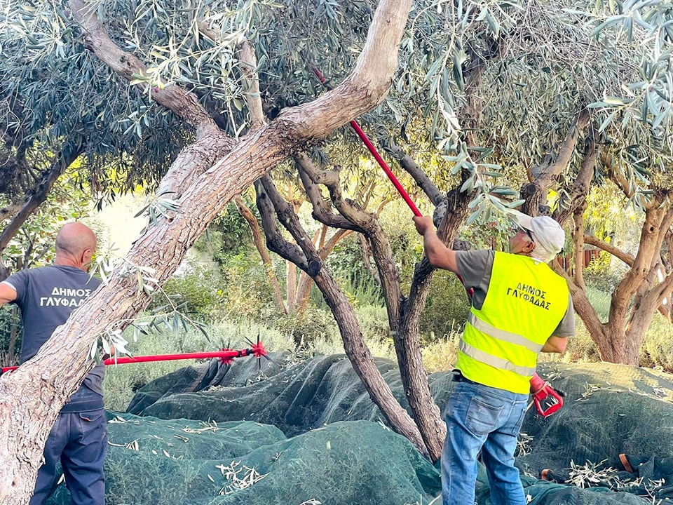 Δήμος Γλυφάδας: Εδώ και 10 χρόνια μαζεύει τις ελιές για να φτιάξει το δικό του ελαιόλαδο