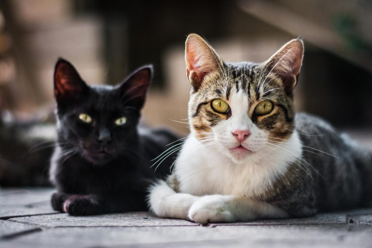 Το πρώτο Cat Festival είναι γεγονός: Μια διήμερη γιορτή για τις γάτες